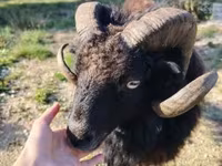 Owca, Ouessant sheep — zdjęcie 2