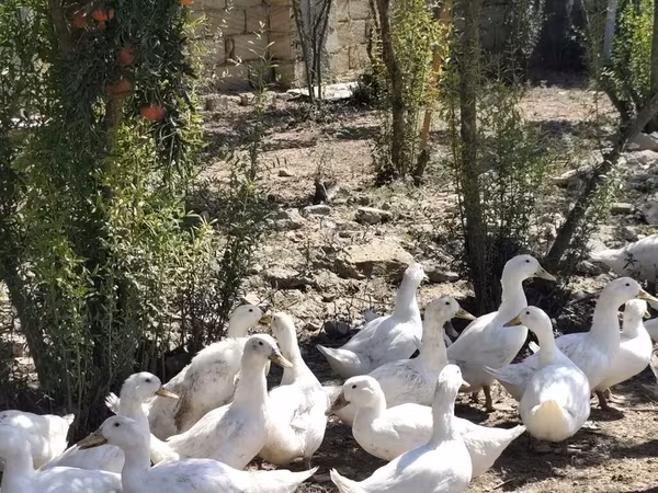 Ducks — Azerbaijan