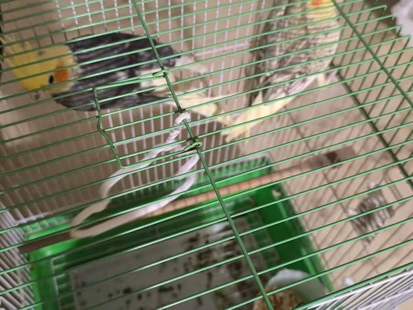 Məhsul: Nimfa paxuxa (cockatiel) cütü və qəfəs Təsvir: - İki ədəd