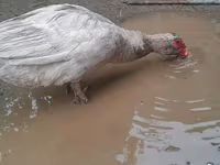 Ducks — photo 3