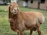 Qoç, Arashan sheep — foto 4