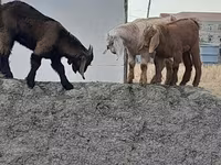 Billy Goat, Goats — photo 7