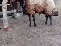 Sheep, Sheep — photo 7
