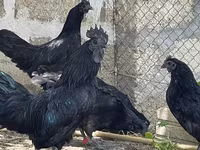 Ayam Cemani — photo 1