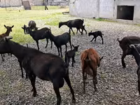 Dişi keçi, Murcia-Granada goats — foto 4