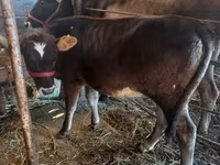 Cow, Russian Black pied cattle — photo 2