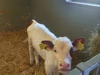 Krava, Simmental cattle — foto 2