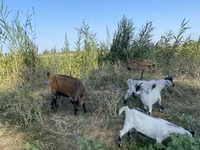 Dişi keçi, Czech Brown Shorthaired goats — foto 6