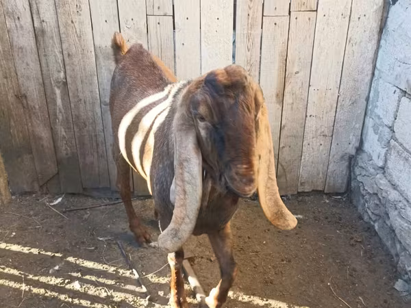 Kozel, Nubian Goat