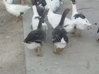 Geese — photo 3