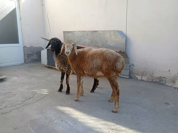 Ovejas (lote, sexo no especificado), Ovejas