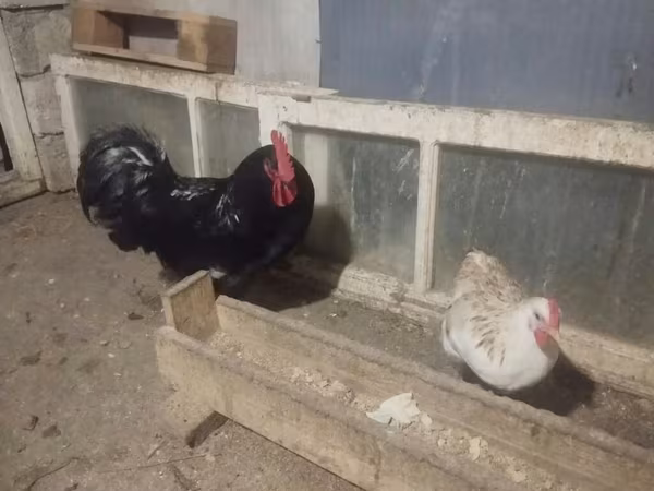 Chickens