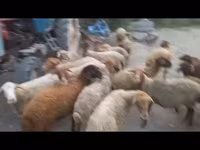 Sheep, Sheep — photo 3