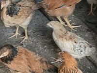 Chickens — 照片 1