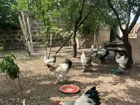 Brahma — Foto 1