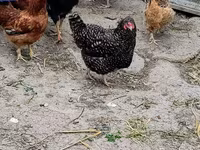 Chickens — photo 2