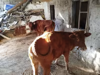 Cow, Cattle — photo 5