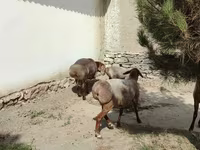 公羊, Sheep — 照片 5