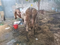 Cow, Simmental cattle — photo 4