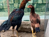 Chickens — foto 2