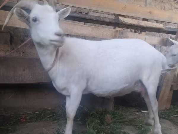 Goat, Saanen goat