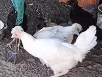 Kosovo uzunbanqıltanı — foto 3