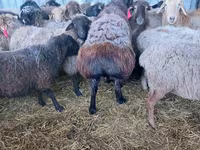 Baran, Hissar sheep — zdjęcie 3