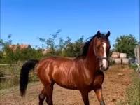 Cavalo, Shagya — foto 1