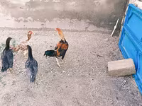 Chickens — foto 4