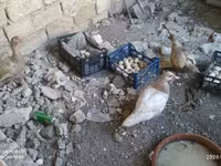 Ducks — photo 6