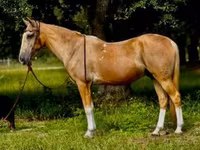 Hengst, Quarter Horse — Foto 2