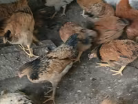 Chickens — 照片 4