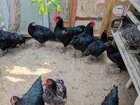 أستراليان بيت غيم فاول — الصورة 3