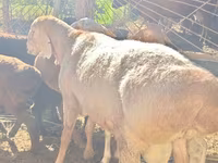 Beran, Rhon sheep — foto 1