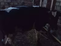 Buğa, Russian Black pied cattle — foto 2