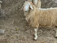 Ram, Assaf sheep — photo 3