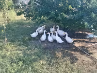 Ducks — photo 3