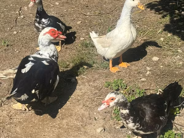 German Pekin — Azerbaijan