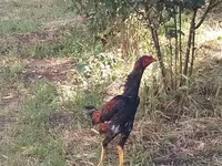 Guinea fowl — फ़ोटो 2
