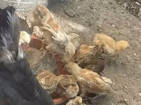 Chickens — photo 2