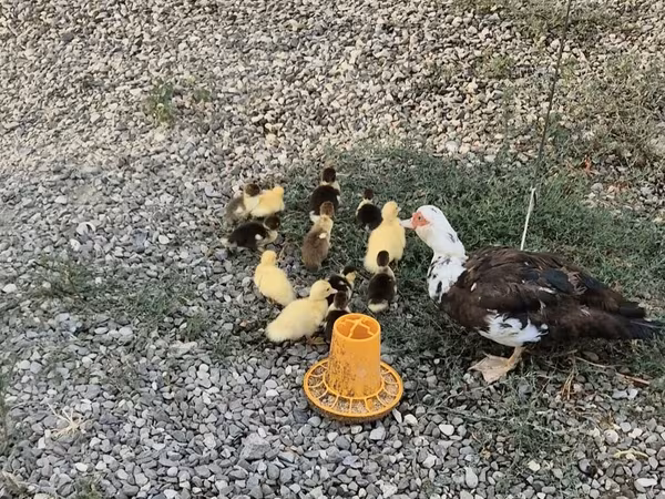 Ducks — Azərbaycan