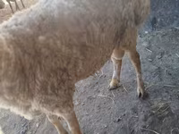 Sheep, Sheep — photo 4