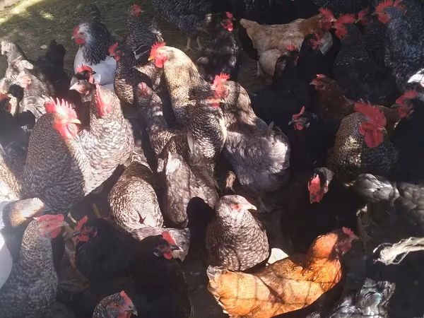 Slovenian Barred Hen — Azərbaycan