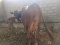 بقرة, Red Estonian cattle — الصورة 2