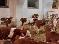 Buğa, Simmental cattle — foto 2