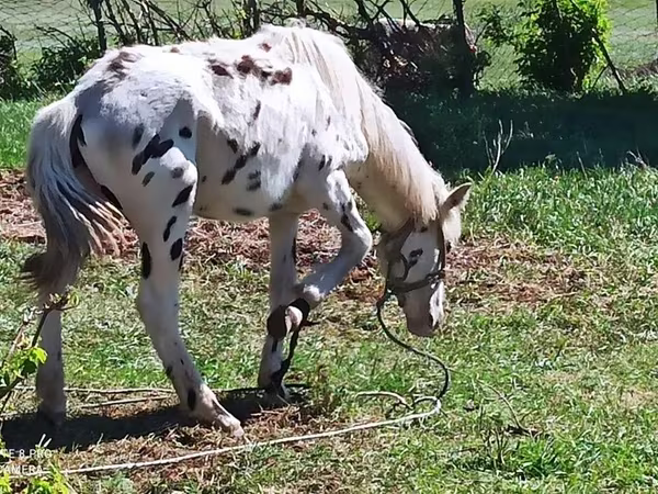 Koń, Appaloosa