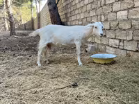 Ziege, Saanen goat — Foto 6