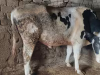 Bulle, Simmental cattle — Foto 2