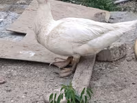 Ducks — photo 1