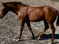 Stute, Quarter Horse — Foto 6